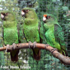 Foto: Hanz Troiza