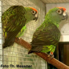 Foto: Thomas Messmer